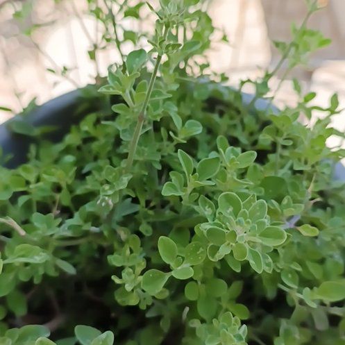 Photo of the plant species Cenicilla by @LadySkunkvine1 named Spike Leaves on Greg, the plant care app