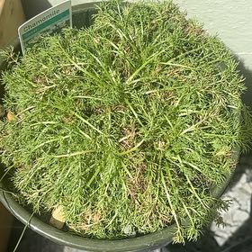 Photo of the plant species Chamomile by @ProHoyamillie8 named Einstein on Greg, the plant care app