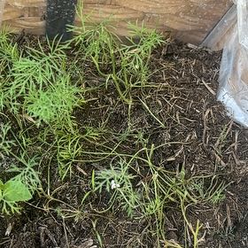 Photo of the plant species Dill by @ProHoyamillie8 named Achilles on Greg, the plant care app