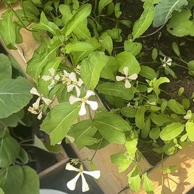 Photo of the plant species Garden Rocket by @ProHoyamillie8 named Rainier on Greg, the plant care app