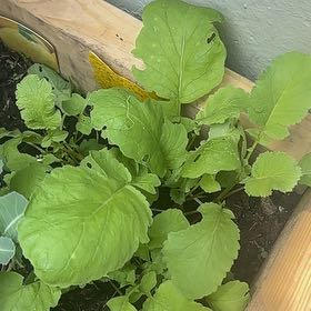 Photo of the plant species Cultivated Radish by @ProHoyamillie8 named Ulysses S Plant on Greg, the plant care app