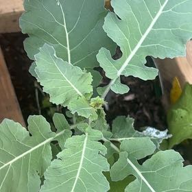 Photo of the plant species Broccoli by @ProHoyamillie8 named Baesil on Greg, the plant care app
