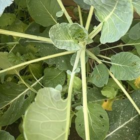 Photo of the plant species Brussel Sprout by @ProHoyamillie8 named Harmony on Greg, the plant care app