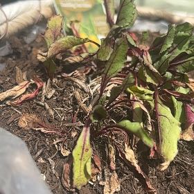 Photo of the plant species Beta Vulgaris by @ProHoyamillie8 named McKinley on Greg, the plant care app