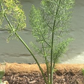 Photo of the plant species Foeniculum Vulgare by @ProHoyamillie8 named Fernie Mercury on Greg, the plant care app
