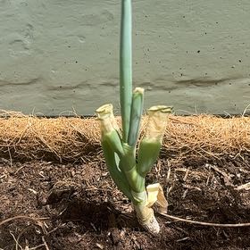 Photo of the plant species Dill by @ProHoyamillie8 named Treeyoncé on Greg, the plant care app