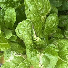 Photo of the plant species Swiss Chard by @ProHoyamillie8 named Mando on Greg, the plant care app