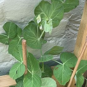 Photo of the plant species Peas by @ProHoyamillie8 named Emerson on Greg, the plant care app