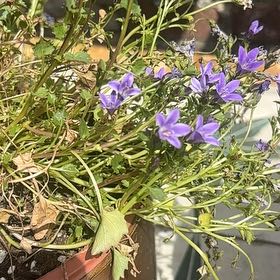 Photo of the plant species Peach-Leaf Bellflower by @ProHoyamillie8 named Surya on Greg, the plant care app