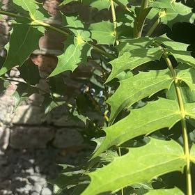 Photo of the plant species Beale's Mahonia by @ProHoyamillie8 named Prince on Greg, the plant care app