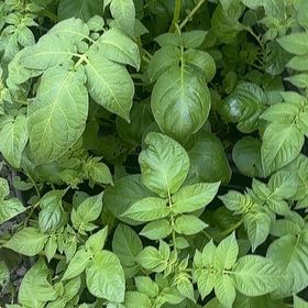 Photo of the plant species Potato by @ProHoyamillie8 named Hamilton on Greg, the plant care app
