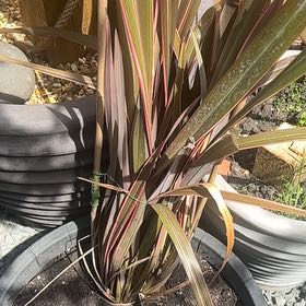 Photo of the plant species New Zealand Flax by @ProHoyamillie8 named Keanu Leaves on Greg, the plant care app
