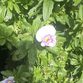 Photo of the plant species Wild Pansy by @ProHoyamillie8 named Tupot amaroot on Greg, the plant care app