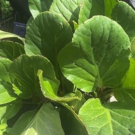 Photo of the plant species Heart-Leaved Bergenia by @ProHoyamillie8 named Nemo on Greg, the plant care app