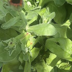 Photo of the plant species Coneflower by @ProHoyamillie8 named Morgan Treeman on Greg, the plant care app