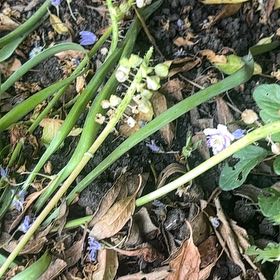 Photo of the plant species Grape Hyacinth by @ProHoyamillie8 named Pax on Greg, the plant care app