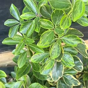 Photo of the plant species Japanese Spindle by @ProHoyamillie8 named Clooney on Greg, the plant care app