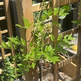 Photo of the plant species American Wisteria by @ProHoyamillie8 named Gobi on Greg, the plant care app