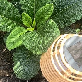 Photo of the plant species Common Primrose by @ProHoyamillie8 named Sol on Greg, the plant care app