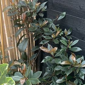 Photo of the plant species Red Tip Photinia by @ProHoyamillie8 named Mollie on Greg, the plant care app