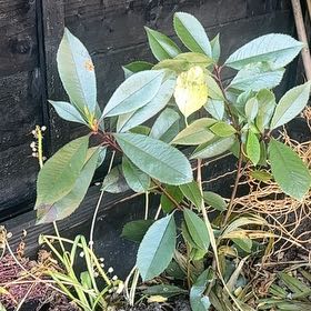 Photo of the plant species Taiwanese Photinia by @ProHoyamillie8 named Lavender on Greg, the plant care app