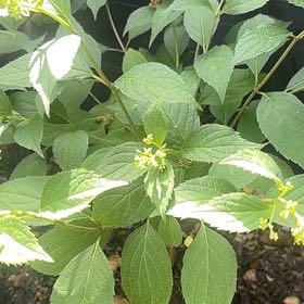 Photo of the plant species Panicle Hydrangea by @ProHoyamillie8 named Kylie on Greg, the plant care app