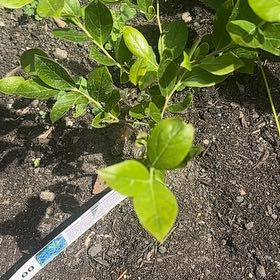 Photo of the plant species Black Highbush Blueberry by @ProHoyamillie8 named Lebron on Greg, the plant care app