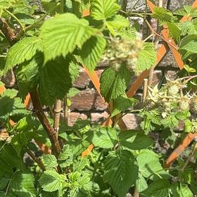 Photo of the plant species European Red Raspberry by @ProHoyamillie8 named Madonna on Greg, the plant care app