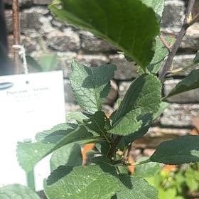 Photo of the plant species Greengage by @ProHoyamillie8 named Tree Diddy on Greg, the plant care app
