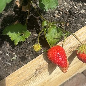 Photo of the plant species Garden Strawberry by @ProHoyamillie8 named Orwell on Greg, the plant care app