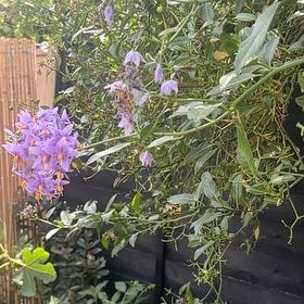 Photo of the plant species Rampion Bellflower by @ProHoyamillie8 named Shakira on Greg, the plant care app