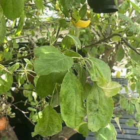 Photo of the plant species Apple by @ProHoyamillie8 named Oscar on Greg, the plant care app