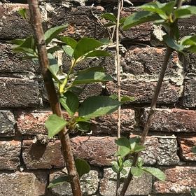 Photo of the plant species Sour Cherry by @ProHoyamillie8 named Planty on Greg, the plant care app