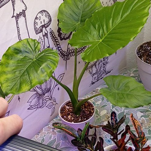 Photo of the plant species Elephant Ear by @NimbleBasil73 named Naomi on Greg, the plant care app