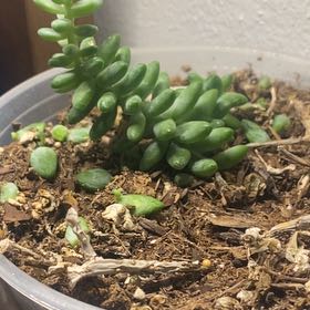 Photo of the plant species Donkey Tail by @LoyalBuroak76 named Delilah on Greg, the plant care app