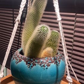Photo of the plant species Arborescent Prickly Pear by @LoyalBuroak76 named Wall-E on Greg, the plant care app
