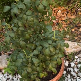 Photo of the plant species Multiflora Rose by @HotHopsage16 named Drake on Greg, the plant care app