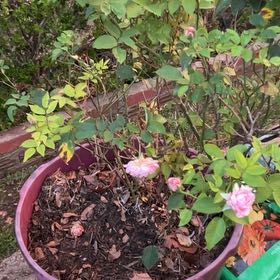 Photo of the plant species Alpine Rose by @HotHopsage16 named Foxxy on Greg, the plant care app