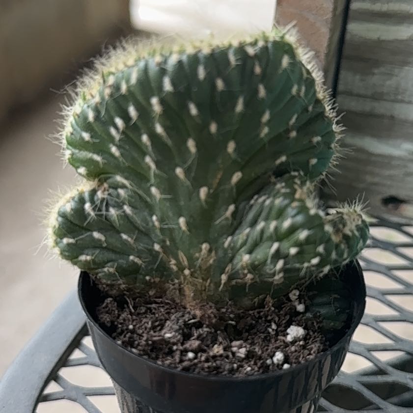 Photo of the plant species Opuntia cylindrica f. cristata by @TrueBanana86 named Figyonce on Greg, the plant care app
