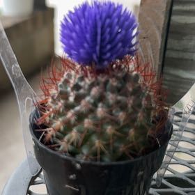 Photo of the plant species Cactus by @TrueBanana86 named Lavender on Greg, the plant care app