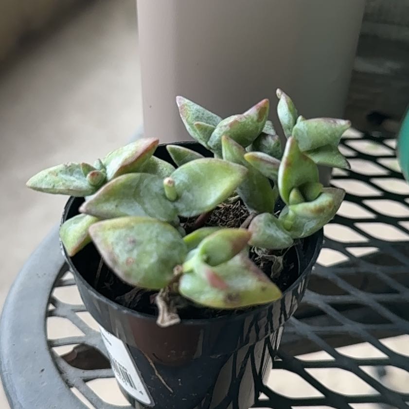 Photo of the plant species Crassula Ivory Towers by @TrueBanana86 named Treeyoncé on Greg, the plant care app