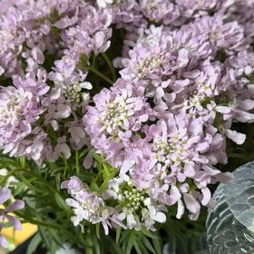 Photo of the plant species Iberis Umbellata by @BustlingLime56 named Naomi on Greg, the plant care app