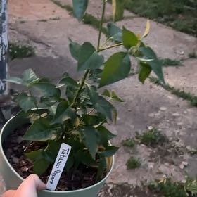 Photo of the plant species Capsicum Frutescens by @PrincessBetel named Gobi on Greg, the plant care app