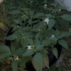 Photo of the plant species Jalapeno Pepper by @PrincessBetel named Orwell on Greg, the plant care app