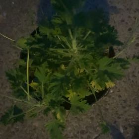 Photo of the plant species Citronella (anti-mosquito plant) by @PrincessBetel named Ulysses S Plant on Greg, the plant care app