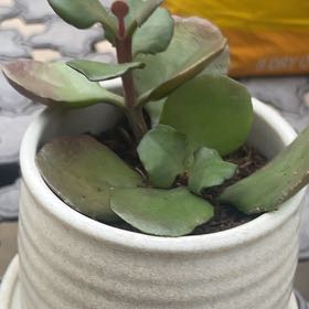 Photo of the plant species Pachyphytum 'Margrit' by @RadCaladium25 named Margrit on Greg, the plant care app