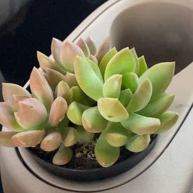Photo of the plant species Graptosedum 'Copper Glow' by @CozyFicus98 named Elle on Greg, the plant care app
