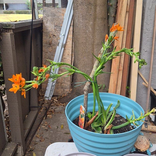 Photo of the plant species Orange Sun Star by @BossEndive10 named Dax on Greg, the plant care app