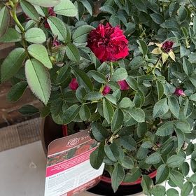 Photo of the plant species True Love Rose by @WinSourwood98 named anniversary Avenue on Greg, the plant care app