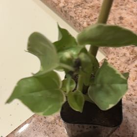 Photo of the plant species Creeping Groundsel by @AceBearcorn41 named Queen on Greg, the plant care app